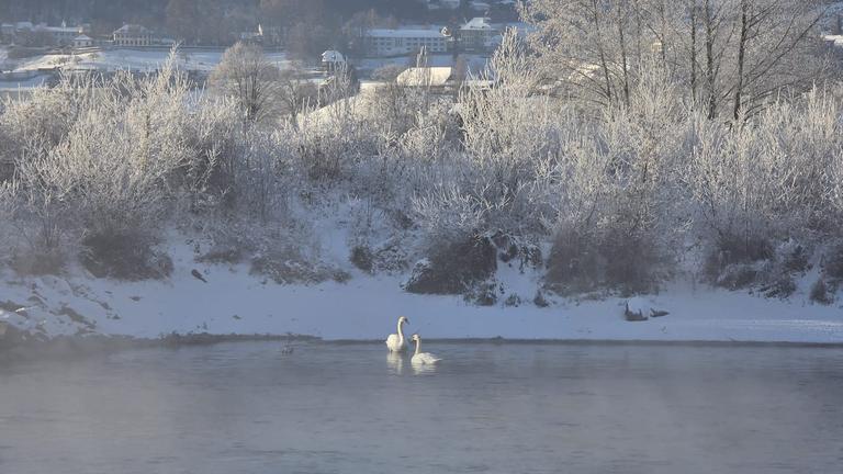 wasser mit schwan eva